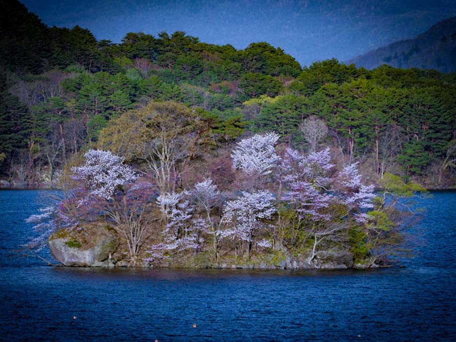 桜島・その他の桜