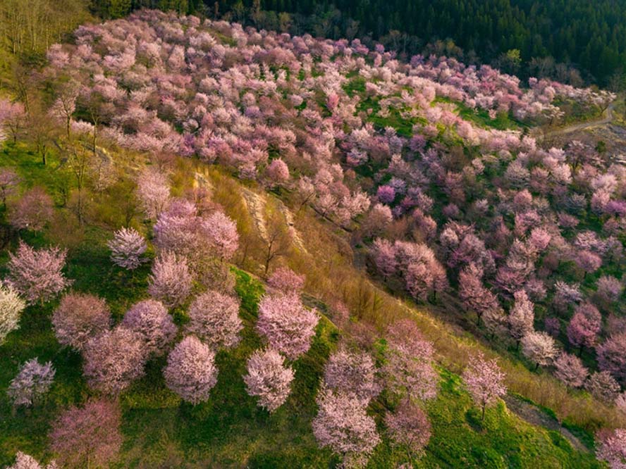 桜峠